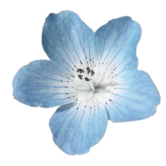 flo
